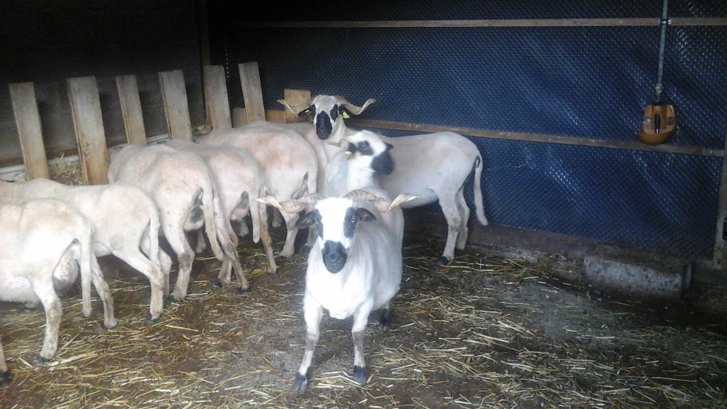 Chambre D'Hote La Petite Bergerie Abondance Kültér fotó