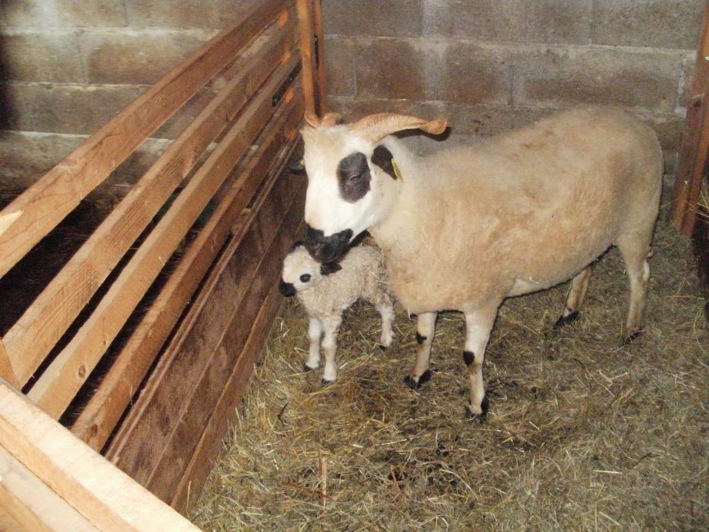 Chambre D'Hote La Petite Bergerie Abondance Kültér fotó
