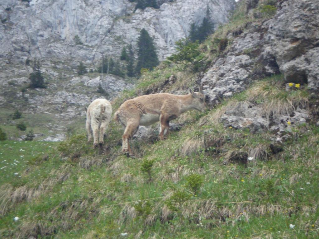 Chambre D'Hote La Petite Bergerie Abondance Kültér fotó